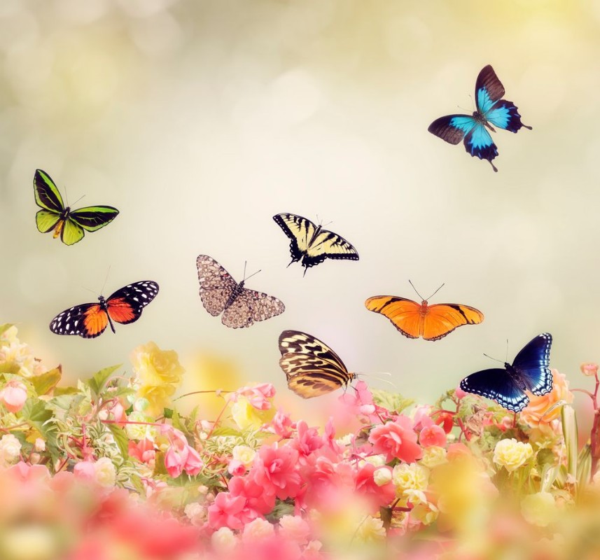 Picture of Flowers and Butterflies