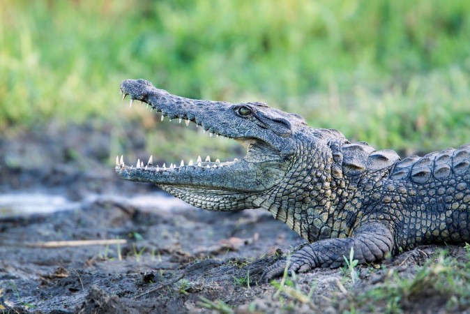 Picture of Nile crocodile in Kruger National park