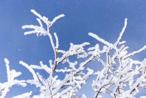 Afbeeldingen van Branch of a tree in the snow against the blue sky