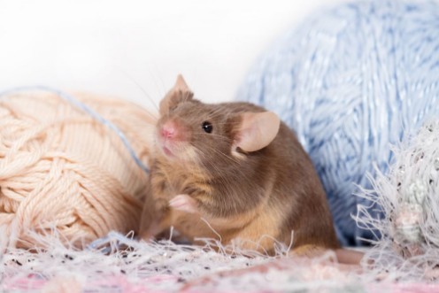Bild på Funny domestic mouse is hiding among tangles of yarn Yarn is blue beige pink and fluffy Mouse has bushy wiskers Mouse is funny cute and curios