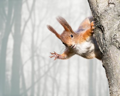 Picture of Curious red squirrel siting on tree