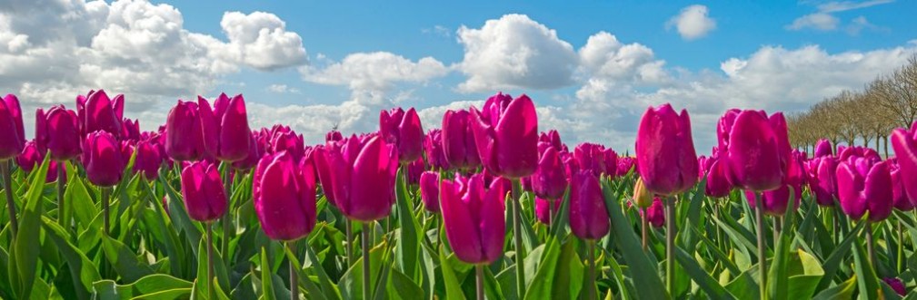 Afbeeldingen van Tulips in a field in spring