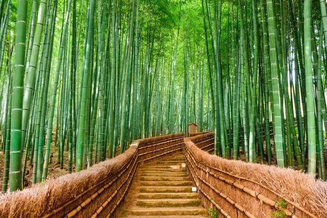 Bild på Kyoto Japan Bamboo Forest