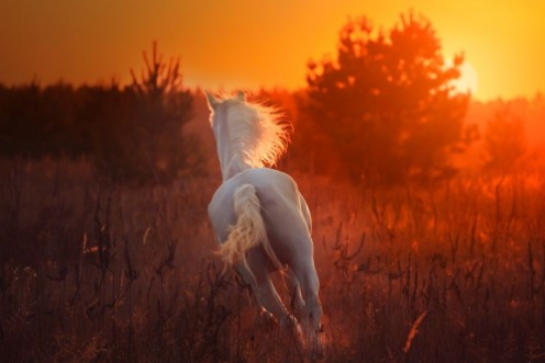 Picture of White horse