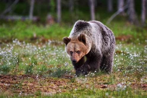 Afbeeldingen van Brown bear walking in the taiga