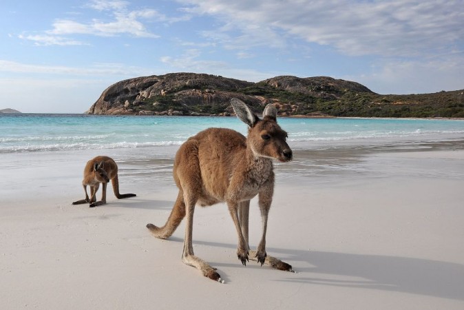 Kangourou Cape Legrand national park 6 photowallpaper Scandiwall