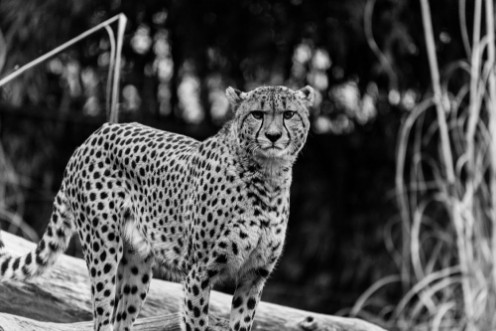 Image de Cheetah in Black and White at the National Zoo in Washington DC