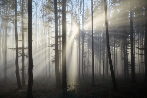 Afbeeldingen van Sun rays through the foggy forrest