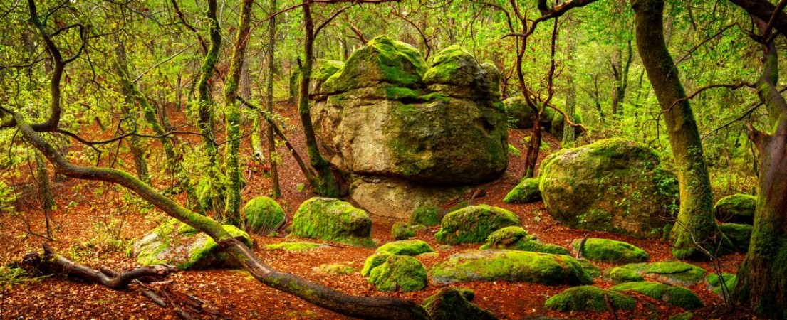 Afbeeldingen van Enchanted forest