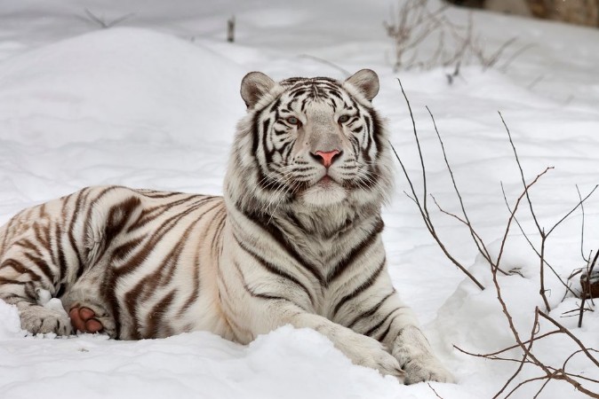 Afbeeldingen van A white bengal tiger calm lying on fresh snow