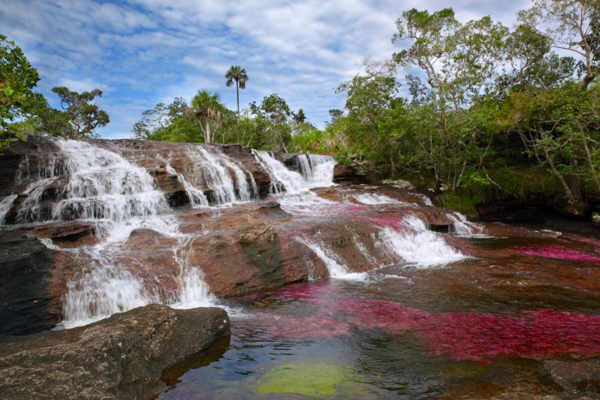 Image de The river Canio Cristales is commonly called the River of Five Colors or the Liquid Rainbow