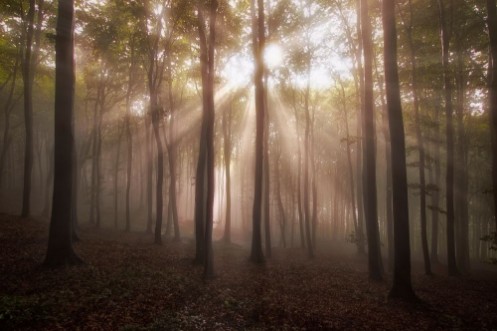 Afbeeldingen van Sun rays in forest in the morning