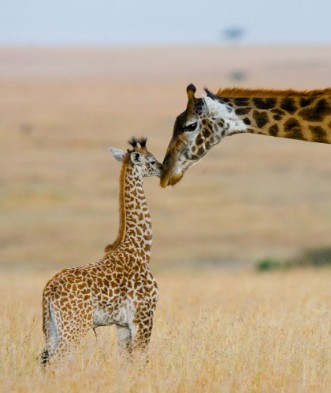 Afbeeldingen van Female giraffe with a baby in the savannah Kenya Tanzania East Africa An excellent illustration
