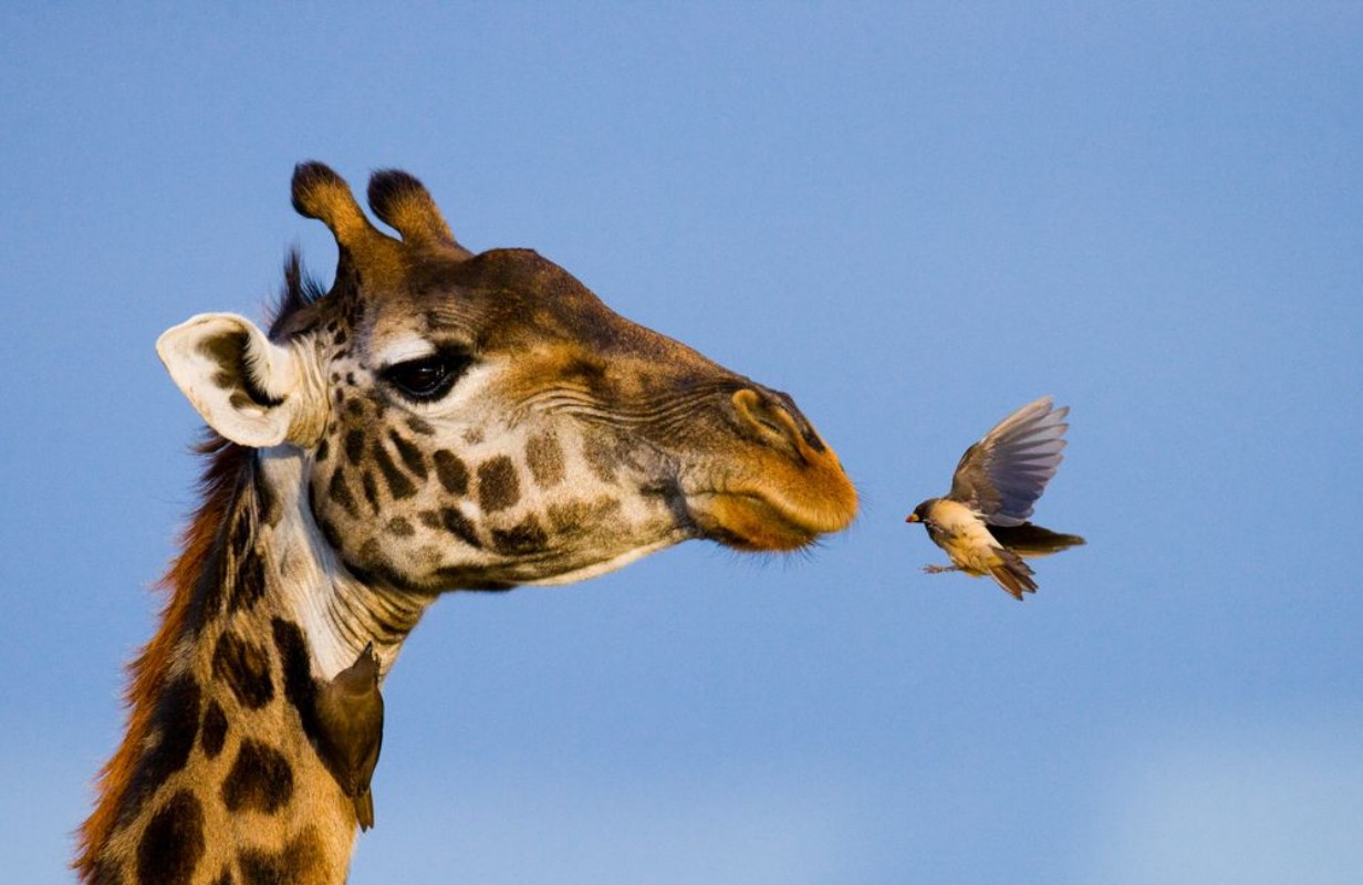 Afbeeldingen van Giraffe with bird A rare photograph Kenya Tanzania East Africa An excellent illustration