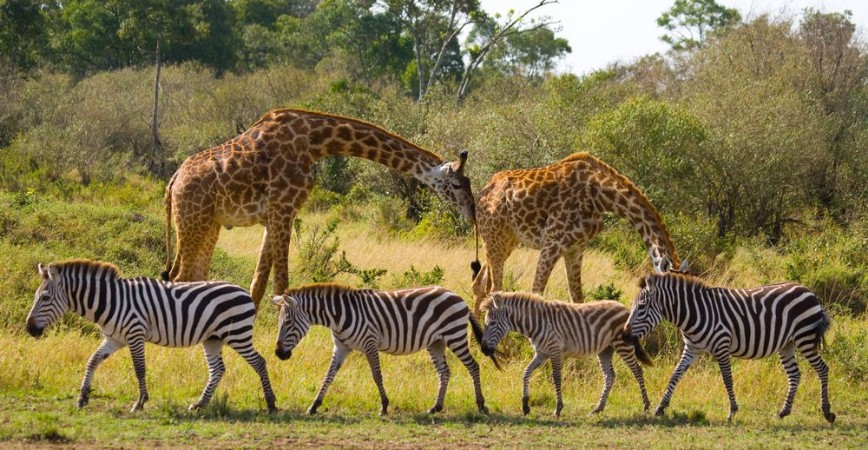 Afbeeldingen van Two giraffes in savannah with zebras Kenya Tanzania East Africa An excellent illustration