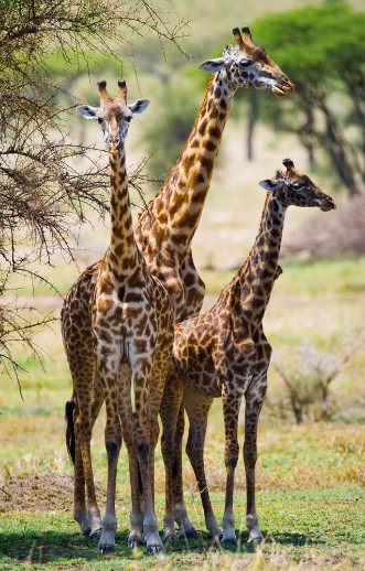 Afbeeldingen van Group of giraffes in the savanna Kenya Tanzania East Africa An excellent illustration