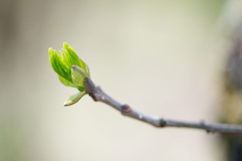 Afbeeldingen van Budding branches in the spring - selective focus
