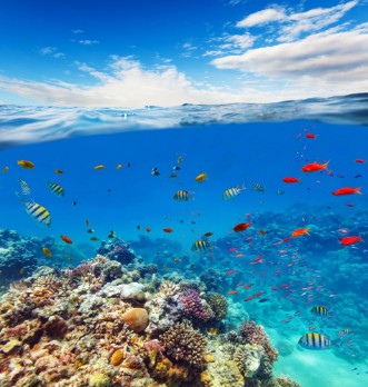 Afbeeldingen van Underwater coral reef with horizon and water waves