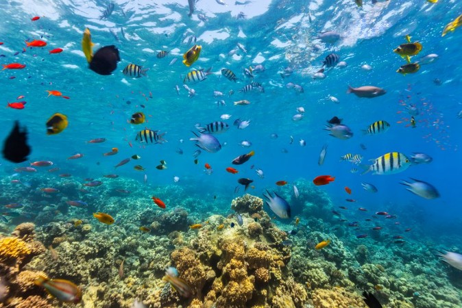 Coral reef and tropical fish in Red Sea photowallpaper Scandiwall