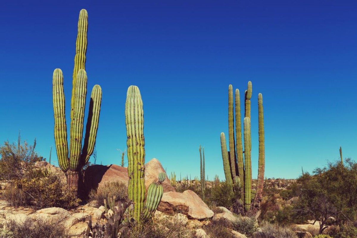 Bild på Cactus in Mexico