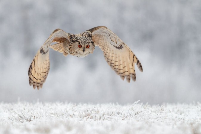 Afbeeldingen van Flying owl in snow