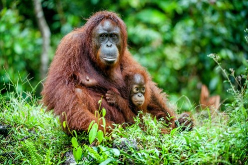 Image de A female of the orangutan with a cub in a native habitat Bornean orangutan Pongo o pygmaeus wurmmbii in the wild nature