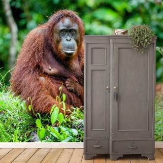 Image de A female of the orangutan with a cub in a native habitat Bornean orangutan Pongo o pygmaeus wurmmbii in the wild nature