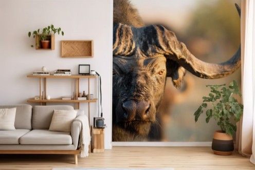 Buffalo in Bushveld photowallpaper Scandiwall