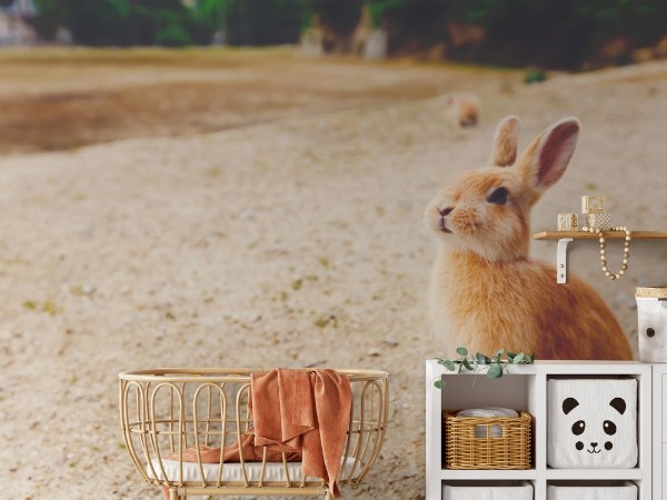 Wild rabbit in a field photowallpaper Scandiwall