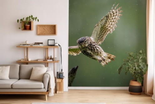 A little owl flying into land on an old branch in the rain photowallpaper Scandiwall