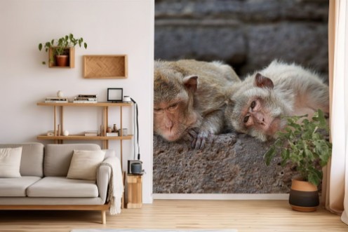 Two monkey lying and looking at the camera photowallpaper Scandiwall