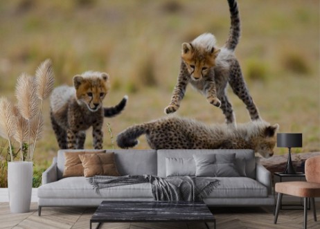 Cheetah cubs play with each other in the savannah Kenya Tanzania Africa National Park Serengeti Maasai Mara An excellent illustration photowallpaper Scandiwall