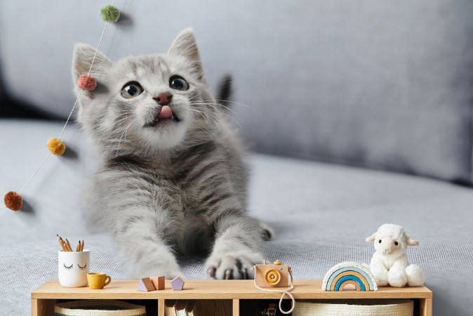 Beautiful little cat on a grey sofa photowallpaper Scandiwall