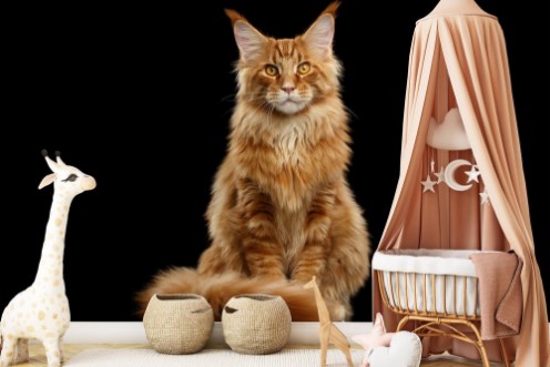 Beautiful Red Maine Coon Cat Sitting with Large Ears and Furry Tail Looking in Camera Isolated on Black Background Front view photowallpaper Scandiwall