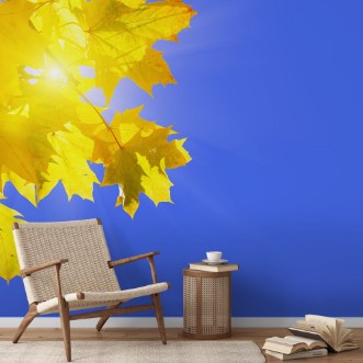 Yellow autumn maple leaves on a blue sunny sky photowallpaper Scandiwall