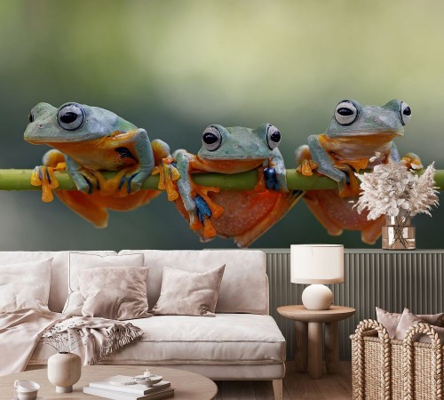 Javan tree frog photowallpaper Scandiwall