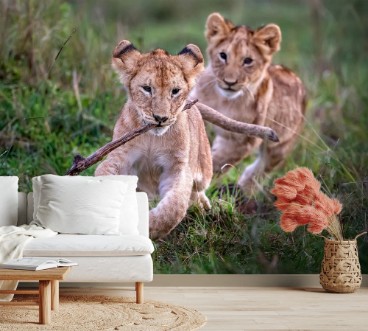 Lion cubs playing photowallpaper Scandiwall