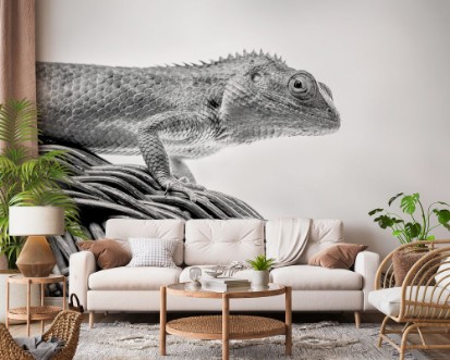 Beautiful monochrome bearded Dragon lizard looking at the camera and resting on vine chair with smoky white and black background photowallpaper Scandiwall