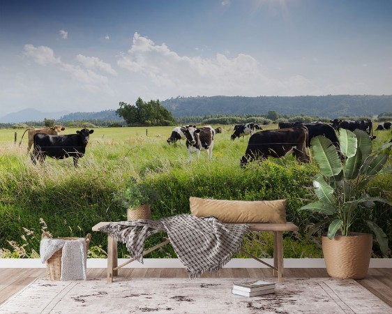 Beafs on new zealand pasture in sunny day photowallpaper Scandiwall