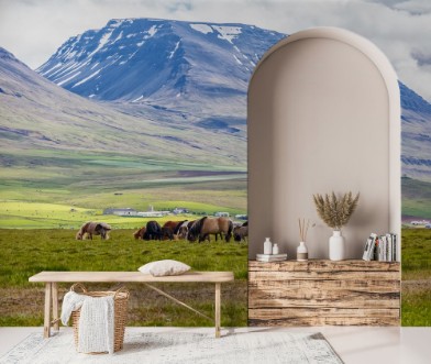 Icelandic horses are grazing on the grass photowallpaper Scandiwall