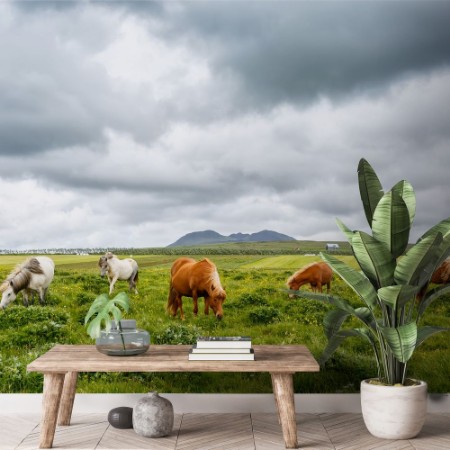 Grazing icelandic horses on the grass photowallpaper Scandiwall