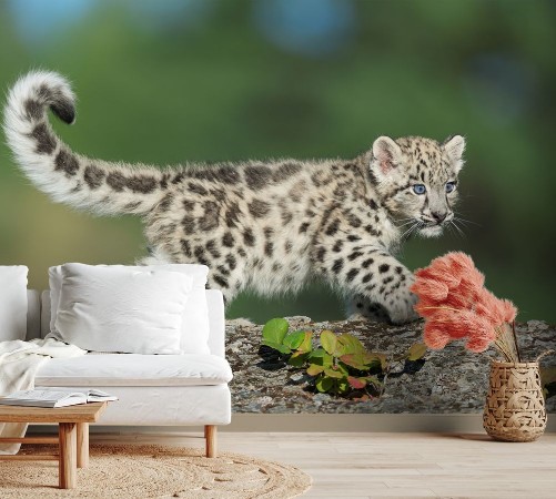 Snow Leopard photowallpaper Scandiwall