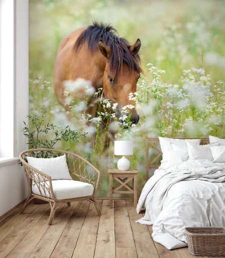 Bay horse on flowers meadow photowallpaper Scandiwall