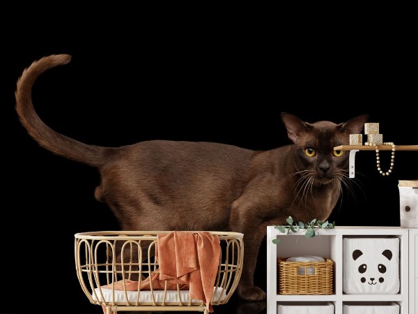 Brown burmese cat standing and Looking in camera chocolate shining fur on isolated black background side view photowallpaper Scandiwall