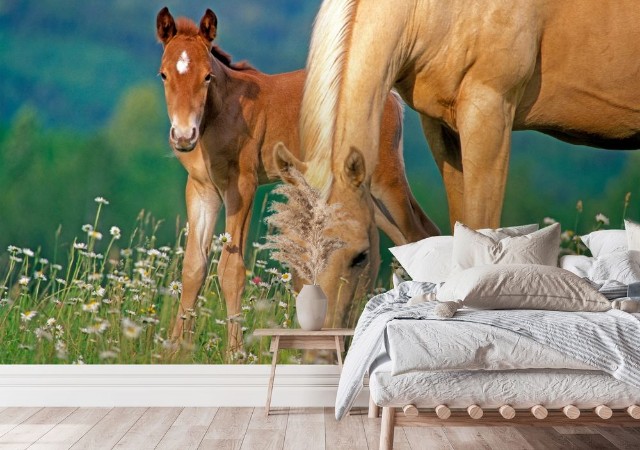 Palomino Horse mare and Foal grassing at summer pasture photowallpaper Scandiwall