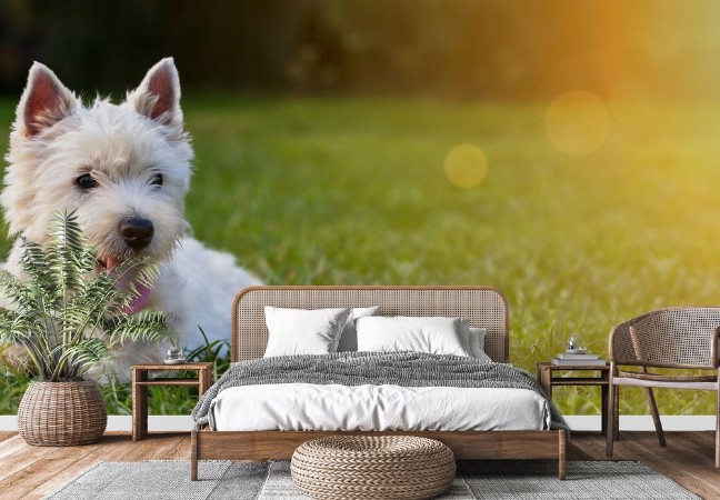 Website banner of a happy dog puppy as lying in the grass photowallpaper Scandiwall