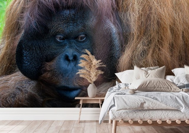 Orang-Utan Seitenblickportrait photowallpaper Scandiwall